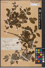 Foto von Salix aurita L.